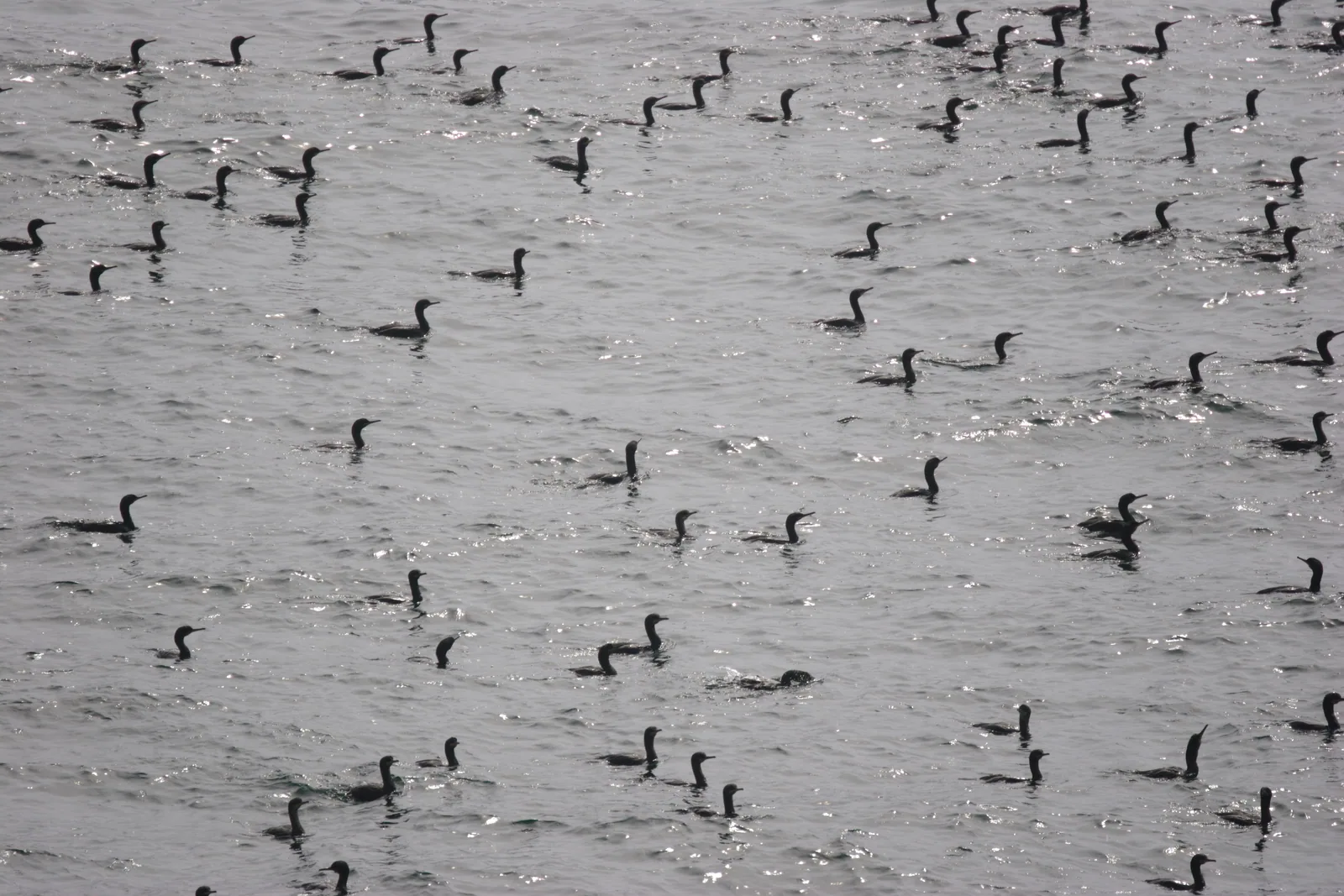 Cormoranes moñudos atlánticos posados sobre roca en las Islas Cíes