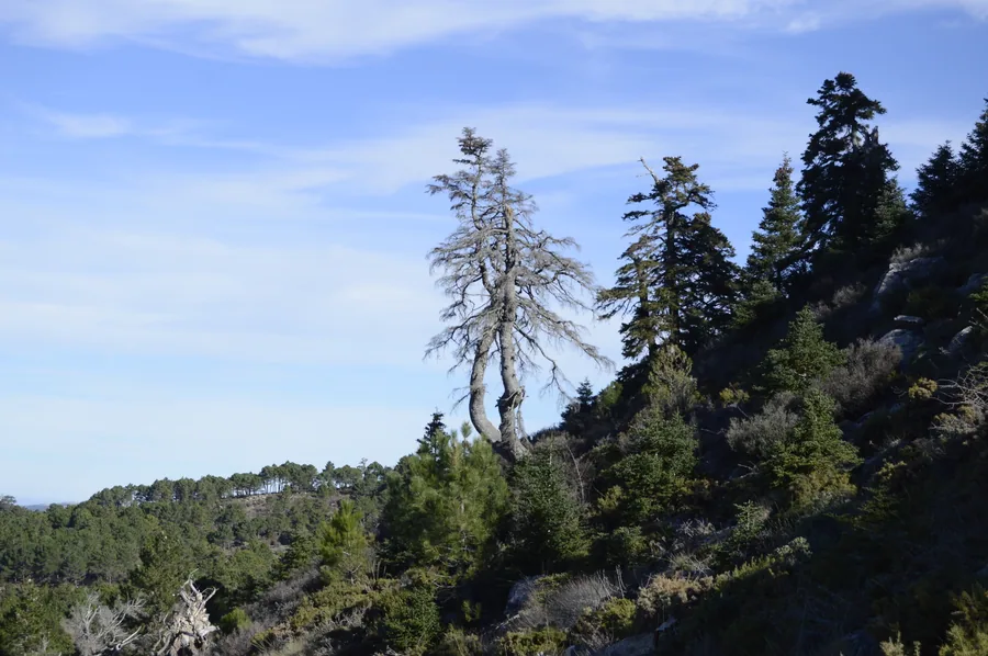 Pinsapo, abeto endémico ibérico en la Sierra de las Nieves
