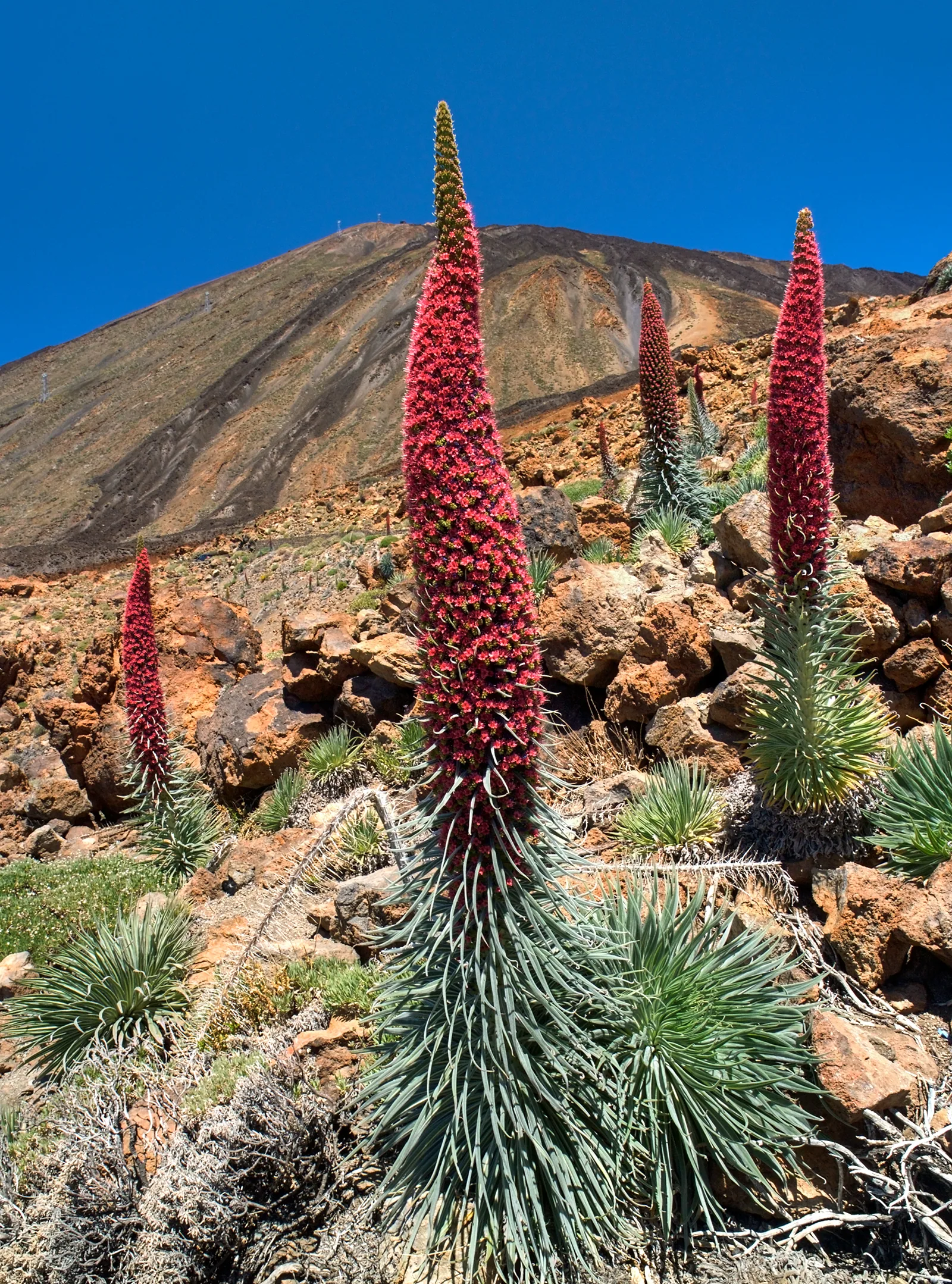 Tajinaste rojo Echium wildpretii en flor en Las Cañadas del Teide