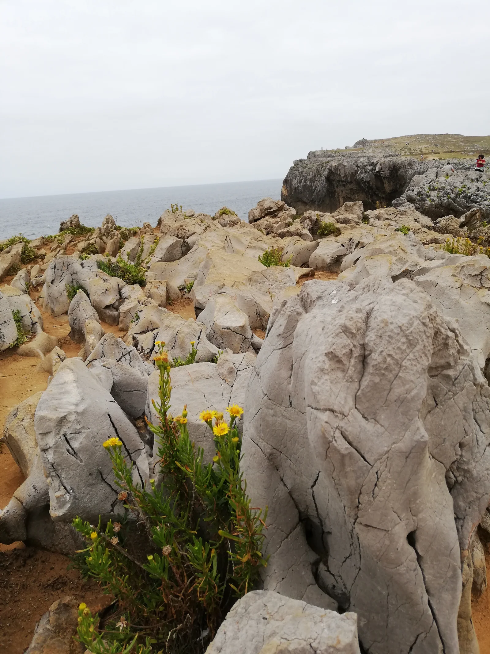 Pradera de la rasa litoral y borde de acantilado calizo en las inmediaciones de los bufones de Pría