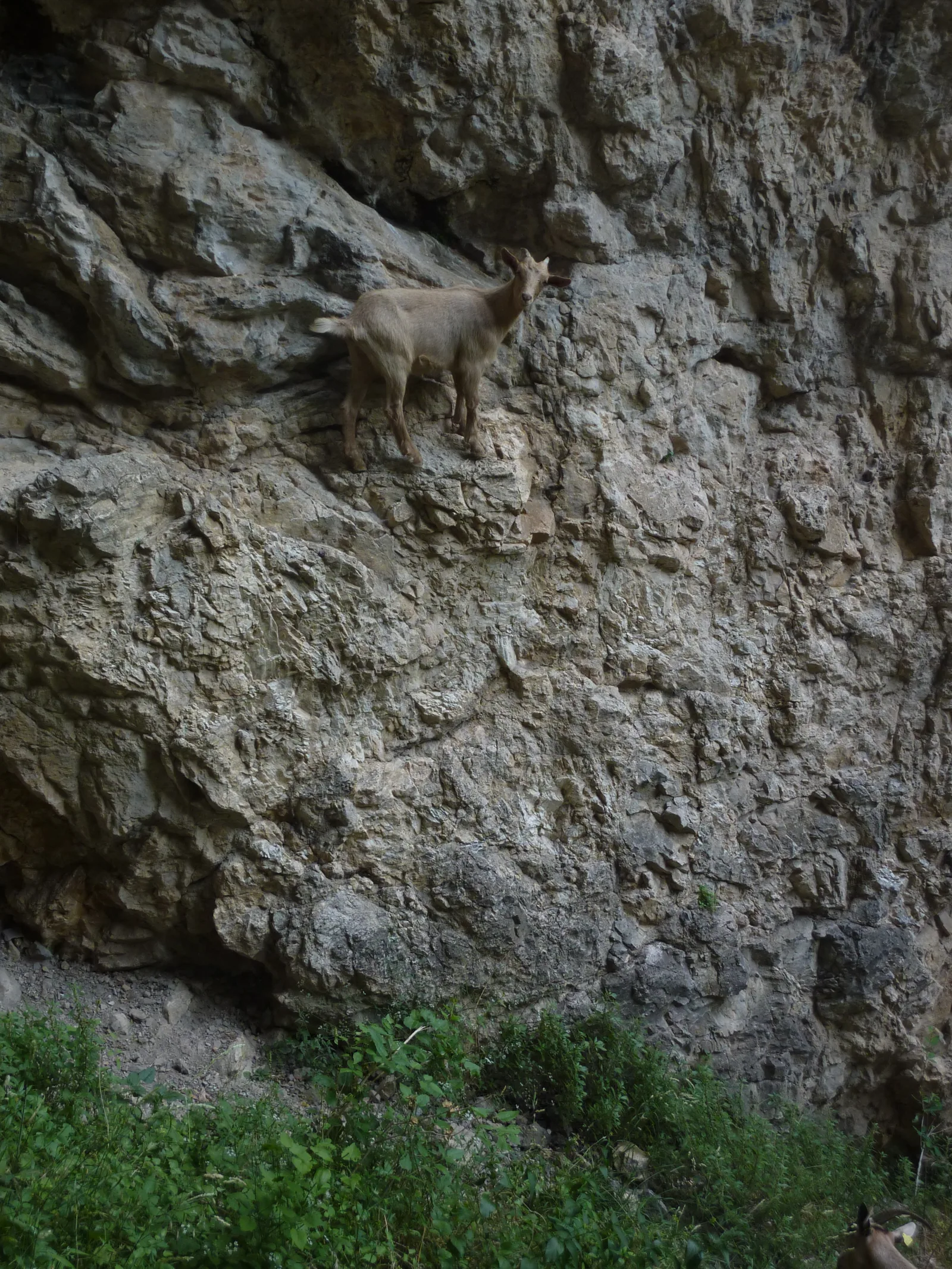 Rebeco cantábrico en una pared vertical de los Picos de Europa