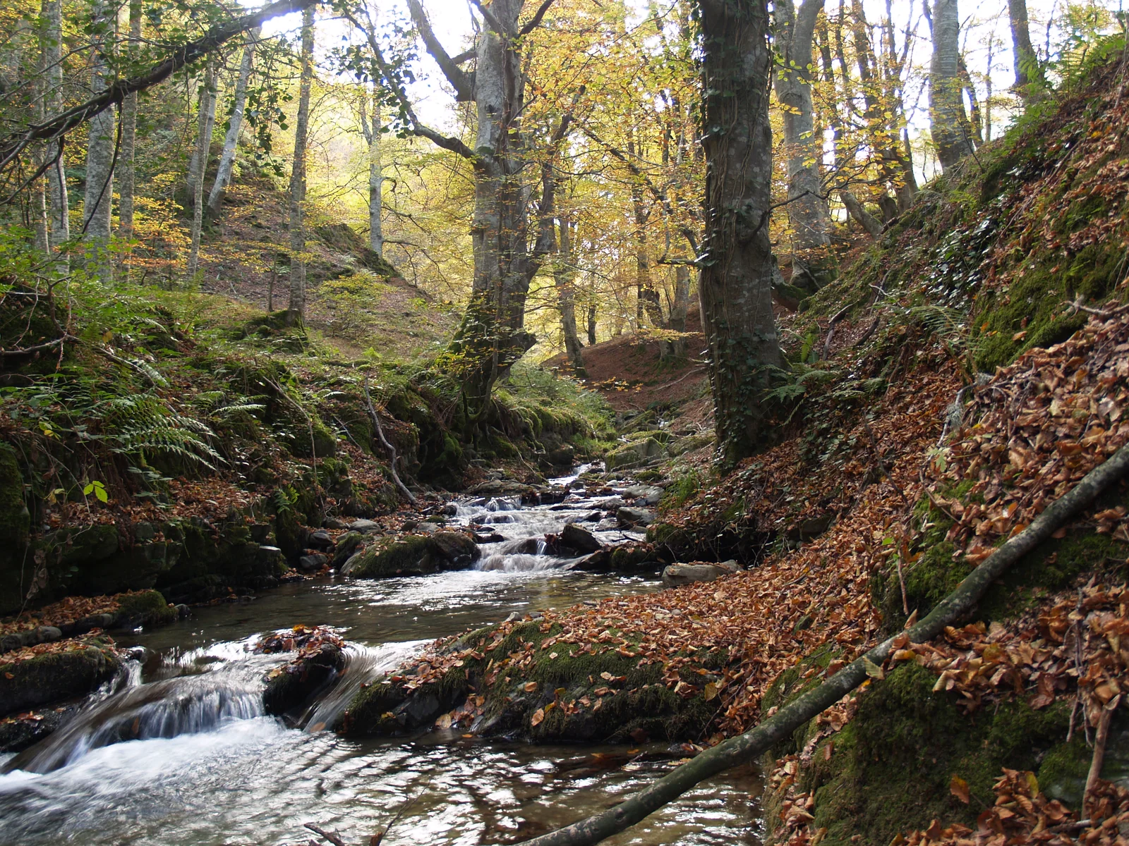 Arroyo del Achichuelo en la Sierra de Cebollera