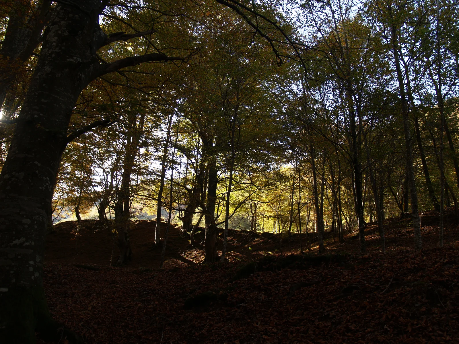 Hayedo del Achichuelo en el Parque Natural Sierra de Cebollera