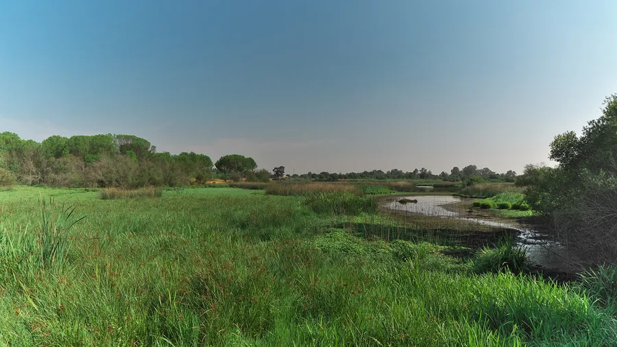Marisma de Doñana al atardecer con flamencos, Parque Nacional de Doñana, Huelva