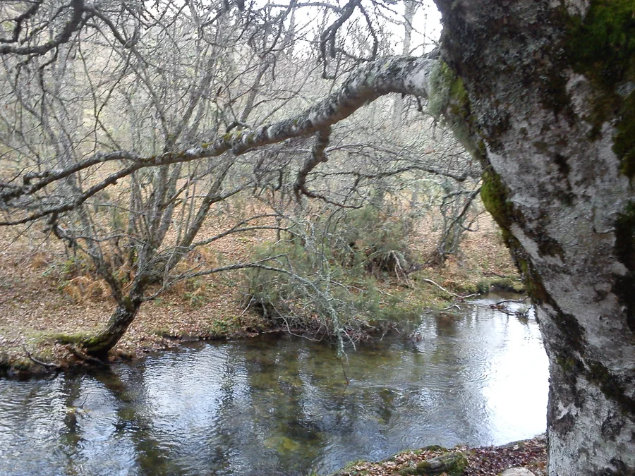 Interior del Hayedo de Montejo, bosque de hayas con luz tamizada