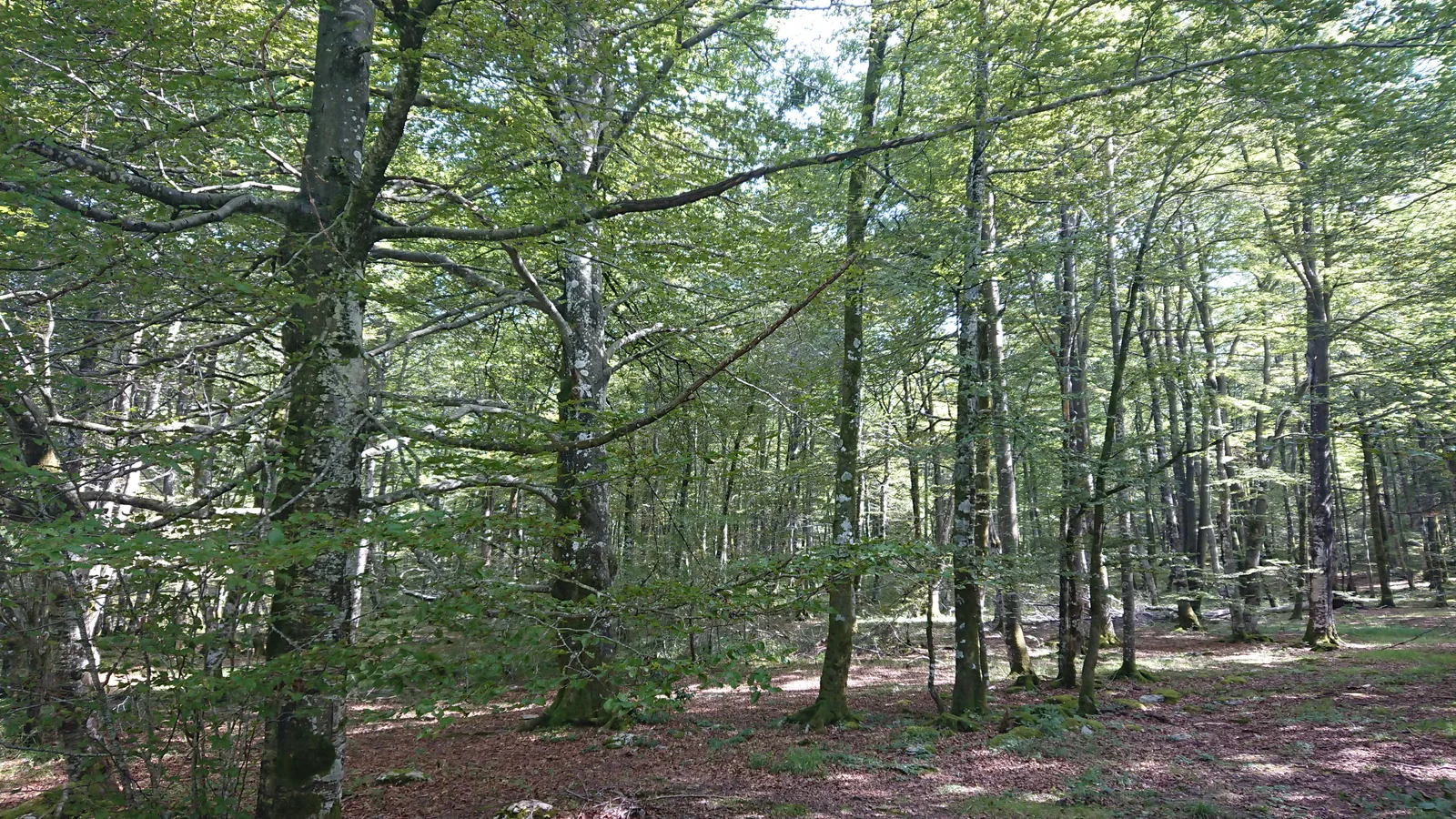 El hayedo de Monte Santiago, que la pista de la senda PR-BU 45 atraviesa camino del mirador