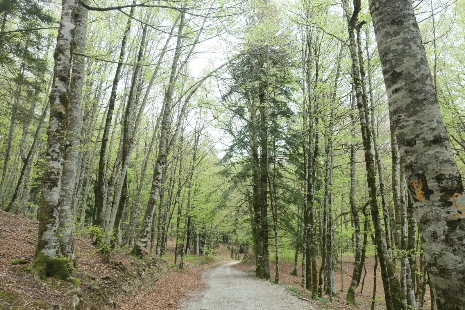 Paisaje de la Selva de Irati, Zona Especial de Conservación de Navarra