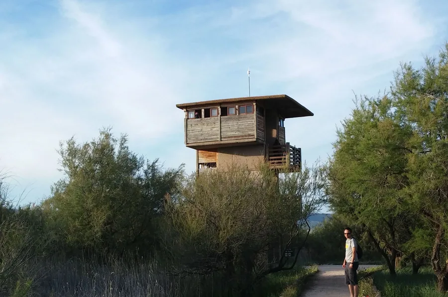 Torre de observación de Prado Ancho, al final del itinerario azul, asomando entre tarayes y carrizos del Parque Nacional de las Tablas de Daimiel (Ciudad Real)
