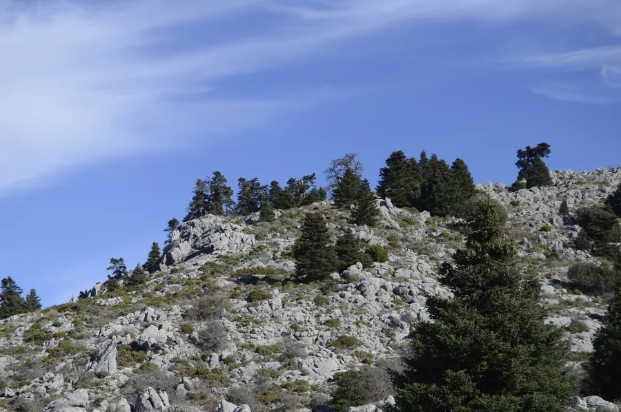 Pinsapos (Abies pinsapo) en el Parque Nacional de la Sierra de las Nieves, Málaga